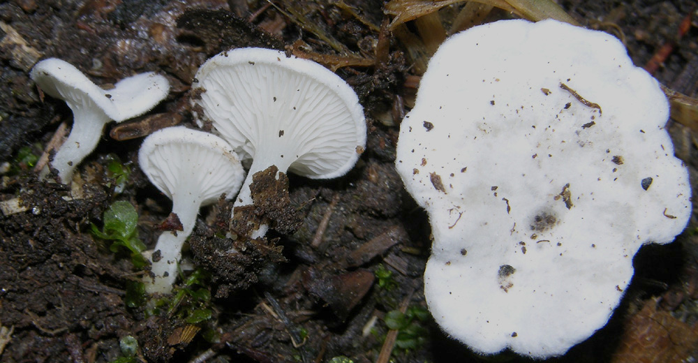 Mah...mi da l''idea di un Clitopilus...